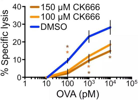 CK666作用下，T细胞对靶细胞裂解能力明显下降